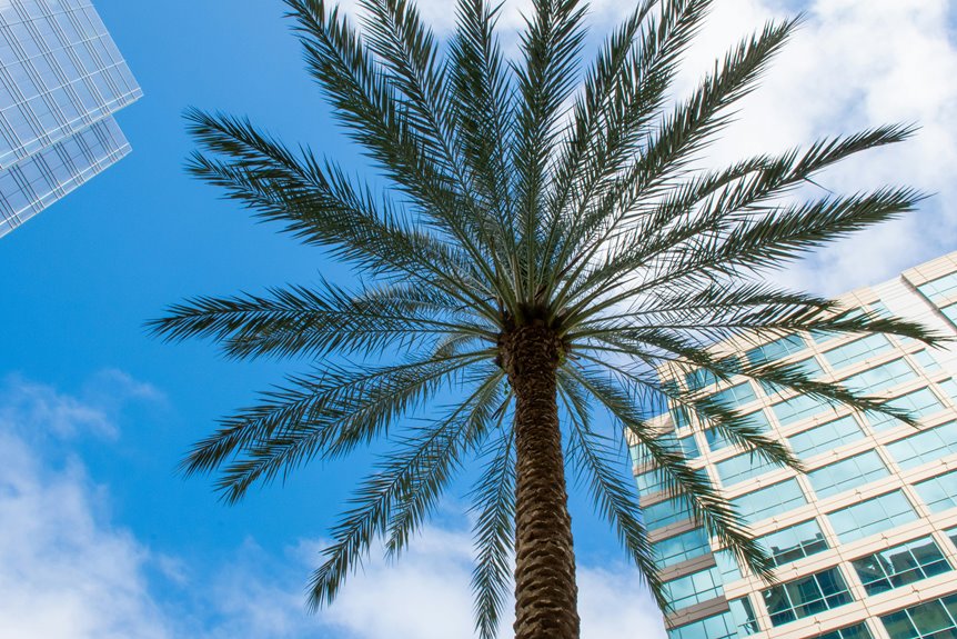 caring for vacationing plants