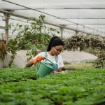 enhancing workspace with greenery