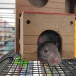 long lasting trackball mice