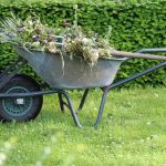 low maintenance plant options