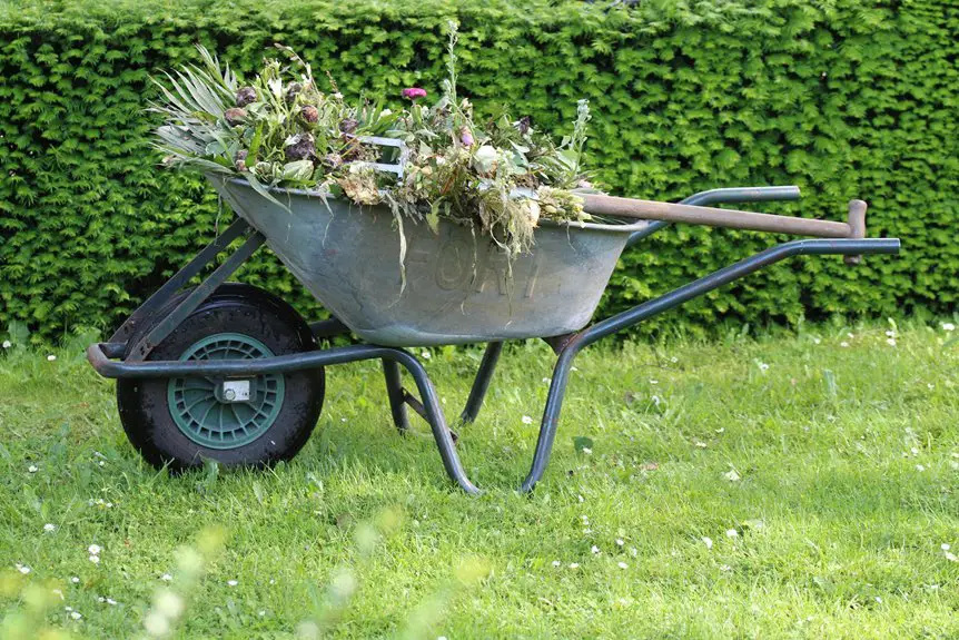 low maintenance plant options