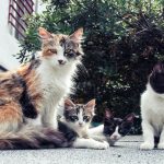 pet friendly mini plants