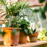 self watering pots advantages explained