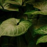 nature inspired indoor experiences