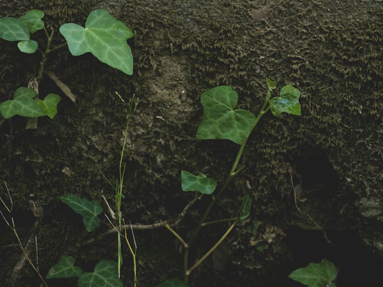 maintaining wood in climates